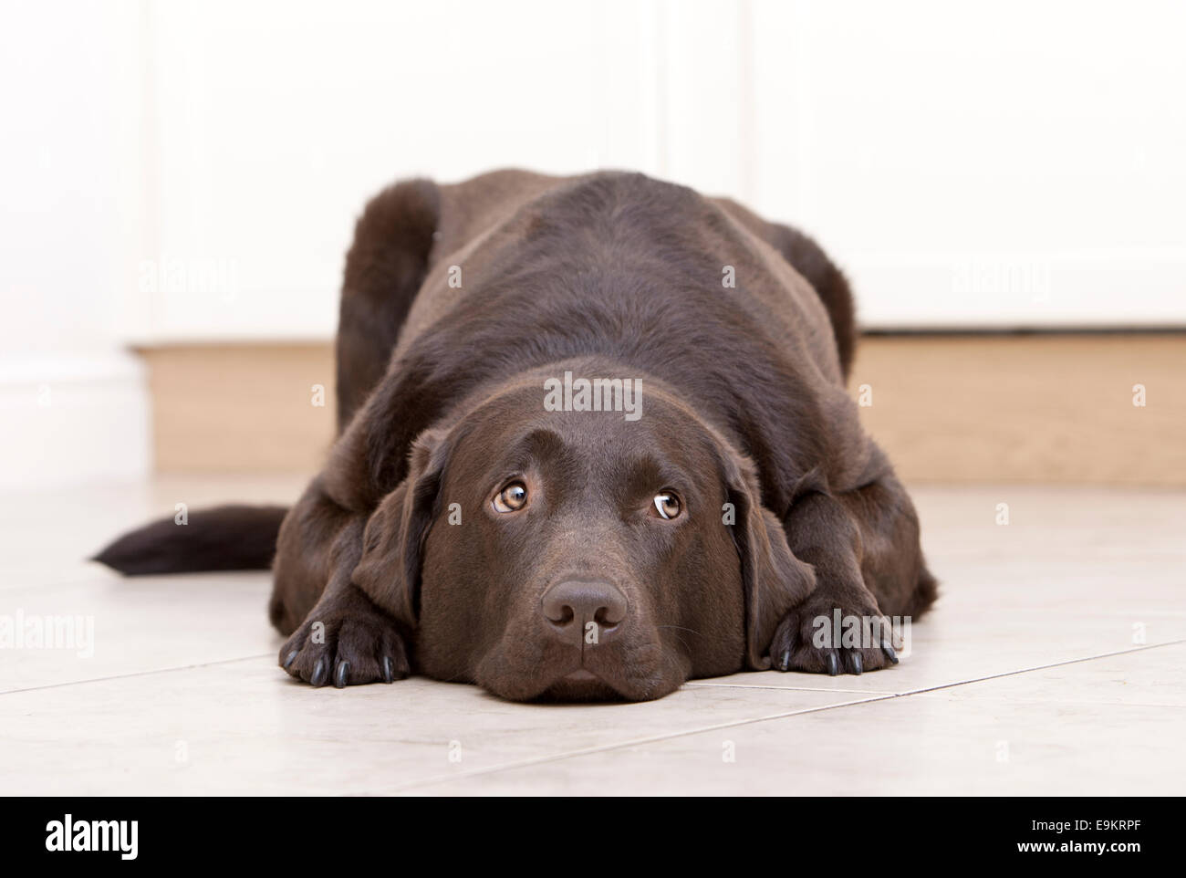 Dog Eyeing up whats cooking! Stock Photo