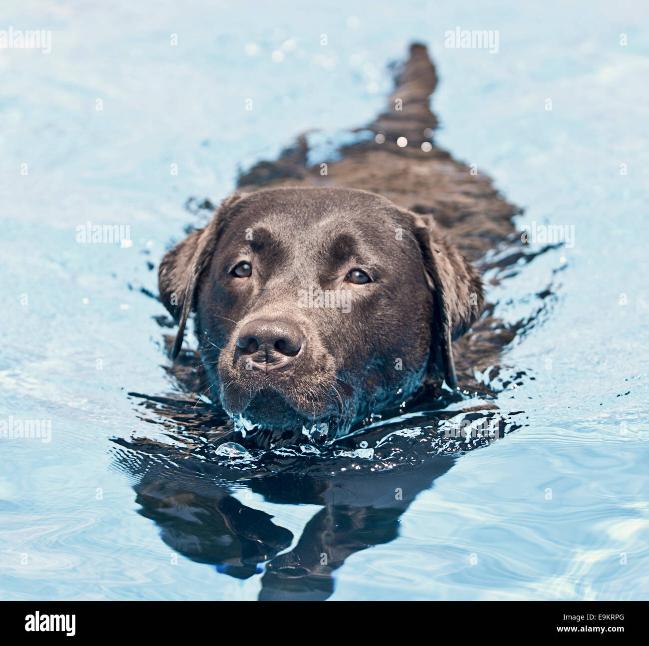 Chocolate Labrador Swimming Stock Photo Alamy