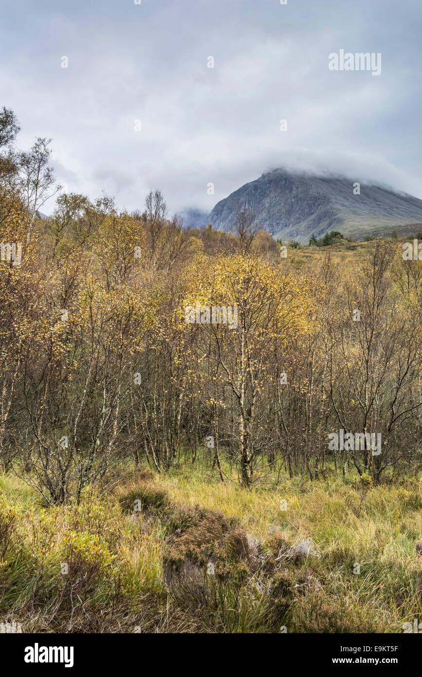 North Face of Ben Nevis & Birch Trees.in Scotland. Stock Photo
