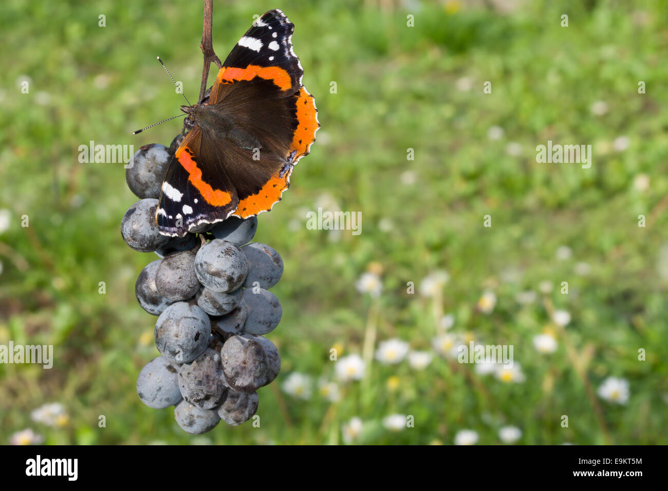Food butterfly hires stock photography and images Alamy