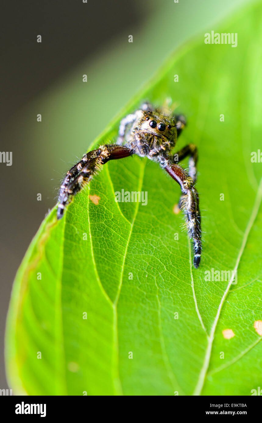 Hasarius adansoni, Gold jumping spider on the leaf Stock Photo