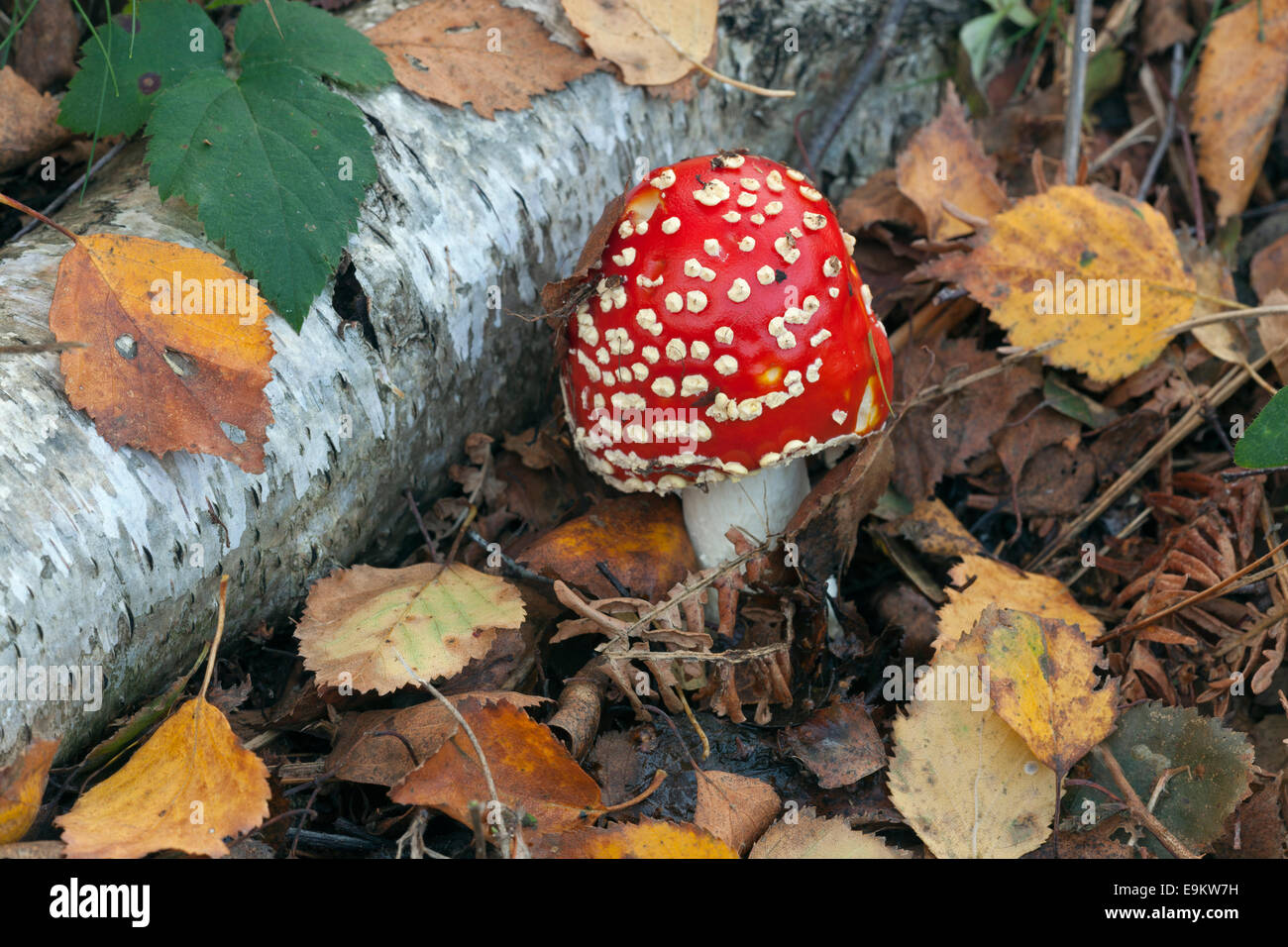 Fly Agaric Amanita muscaria growing under Silver birch tree Stock Photo