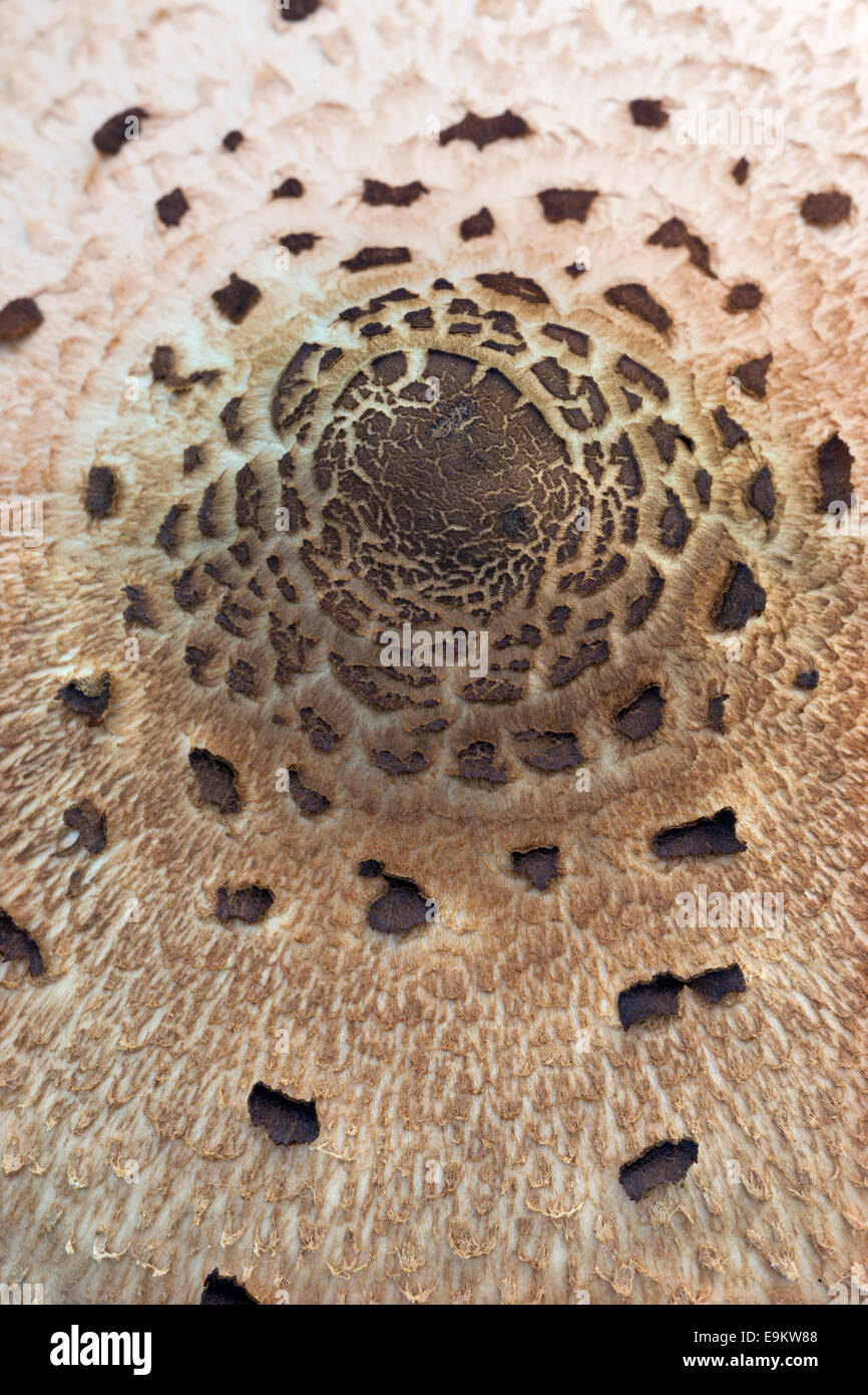 The parasol mushroom Macrolepiota procera Cap detail Stock Photo