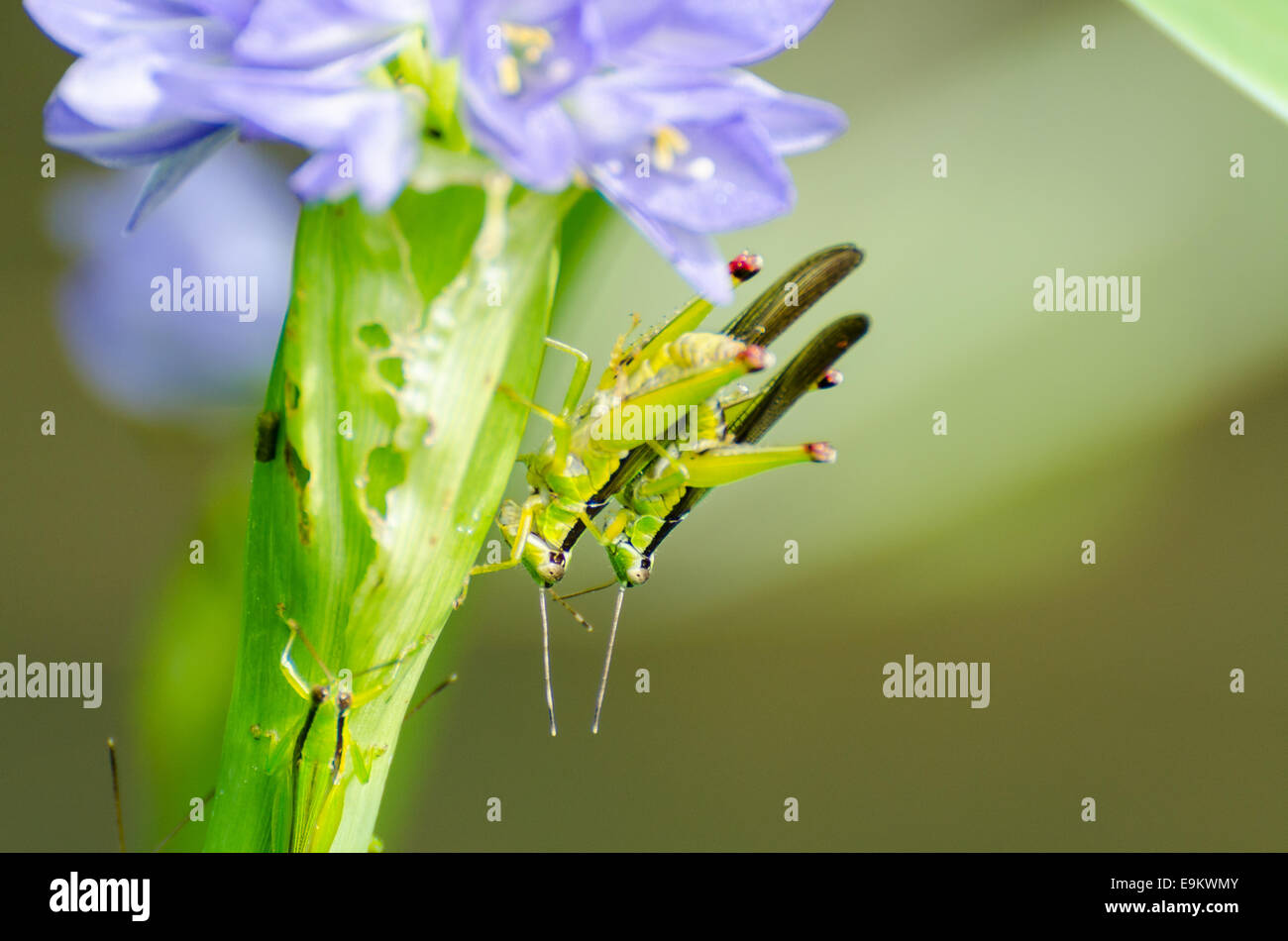 Mating Locust (Oxya japonica) on blue flower of Water hyacinth Stock Photo