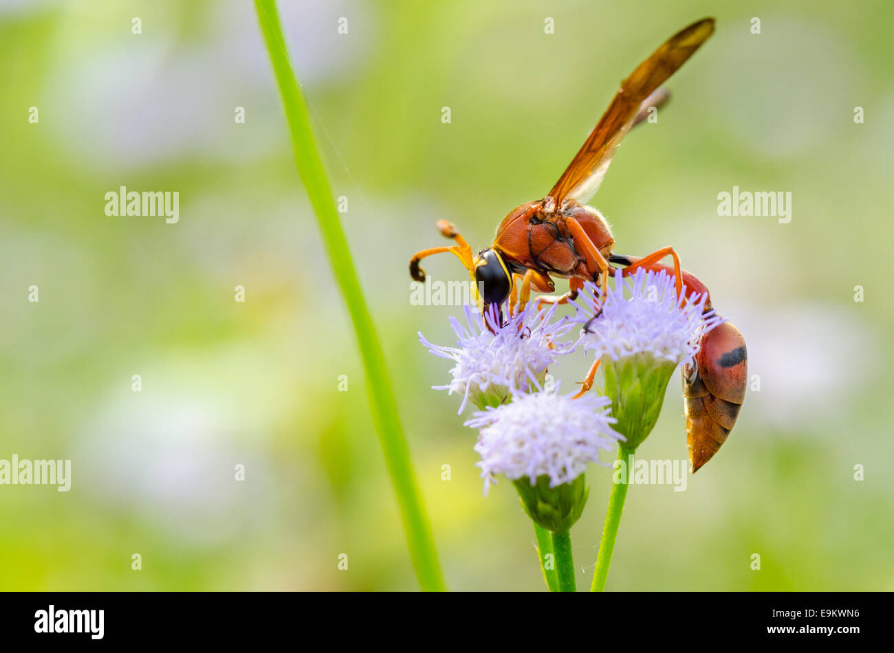Potter Wasp or Eumenes latreilli, Predatory insects eating nectar taken in Thailand Stock Photo