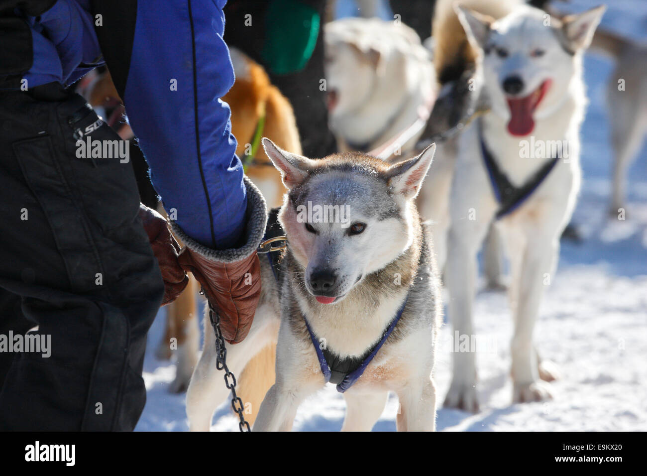 Husky dogs - Working sled dogs Stock Photo