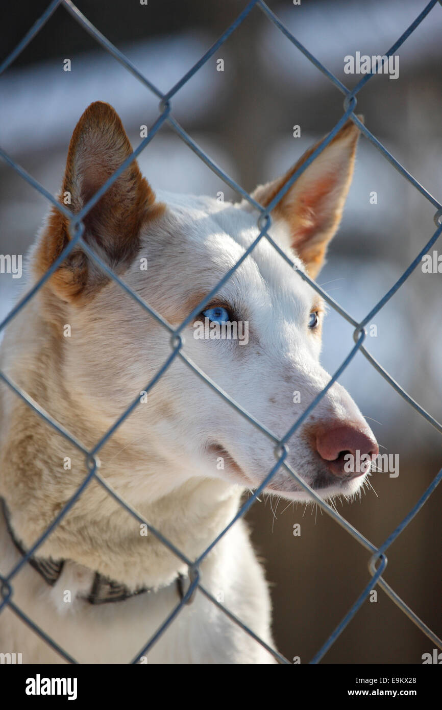 Husky dog close up Stock Photo