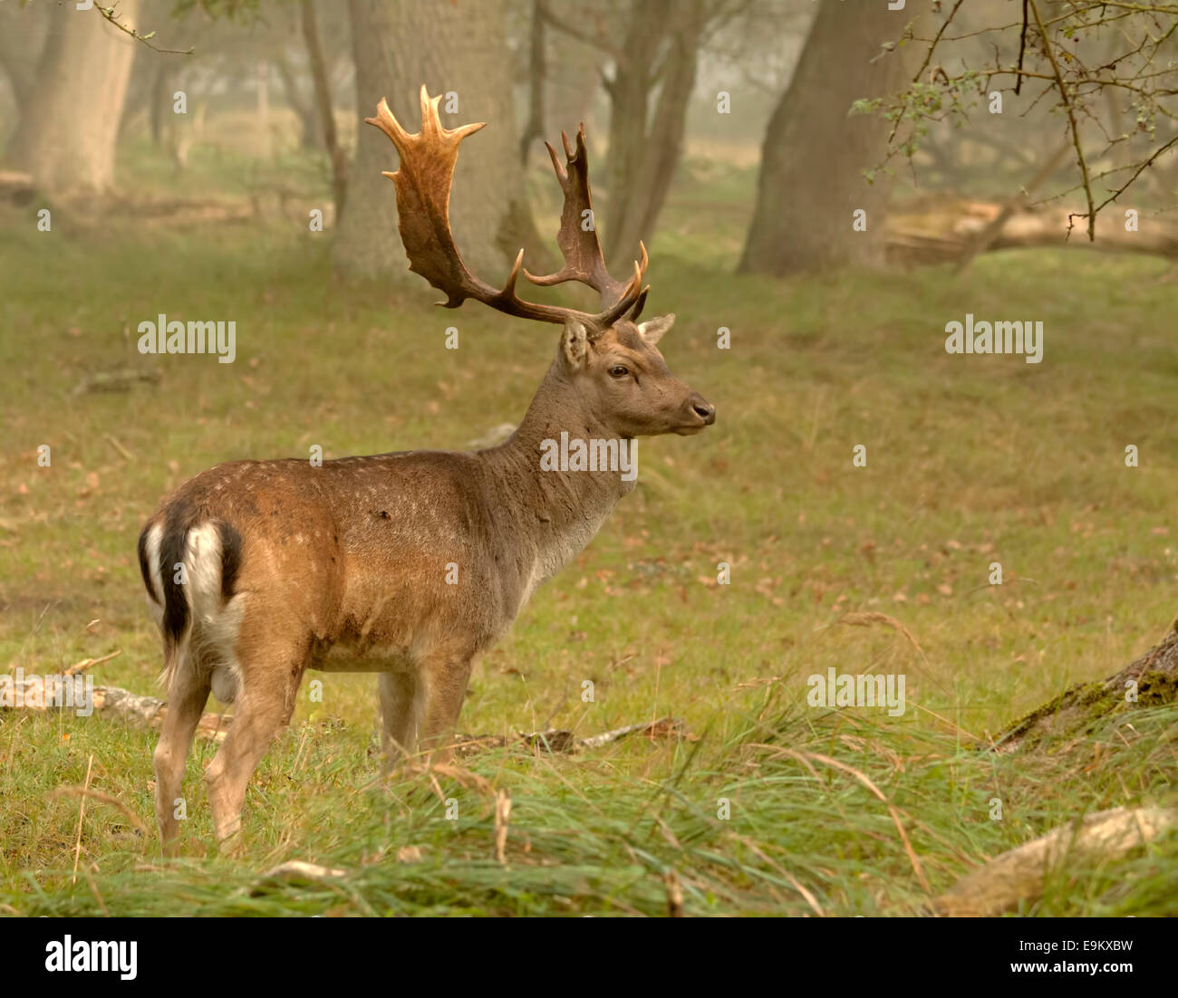 Adult fallow deer ( buck ) in a woodland area, Amsterdamse Waterleidingduinen, Vogelenzang, North Holland, The Netherlands. Stock Photo