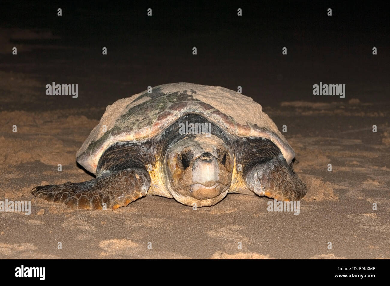 Loggerhead turtle, Caretta caretta, moving from nest to sea at night, Banga Nek, Kwazulu Natal, South Africa Stock Photo