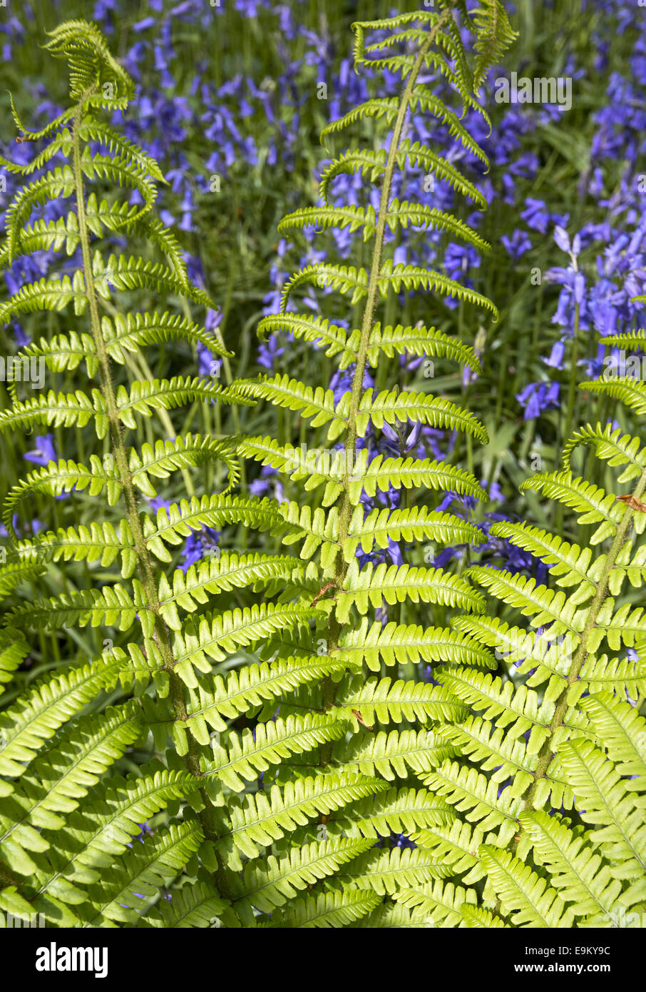 Fresh new ferns surrounded by bluebells Stock Photo