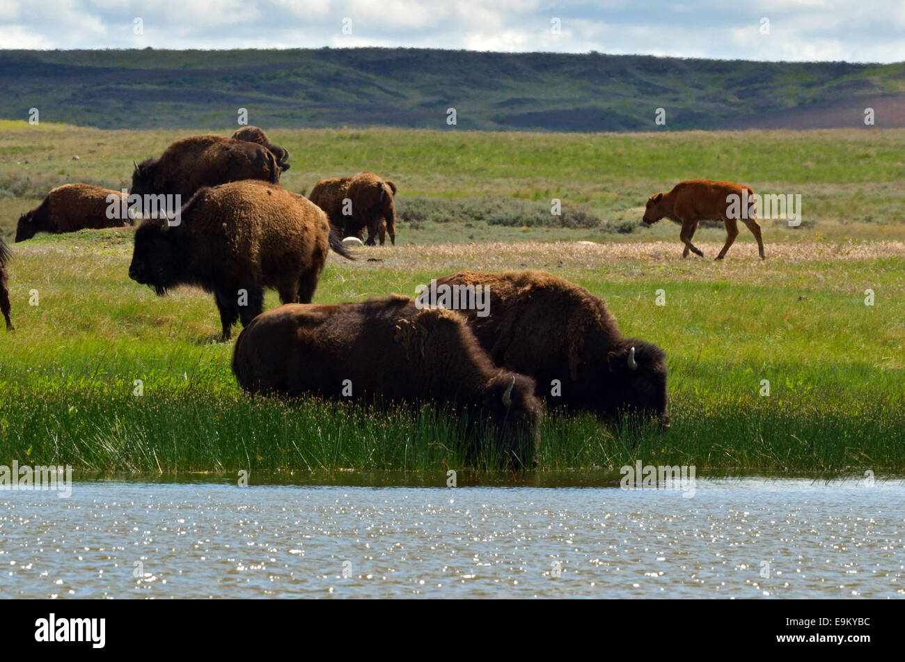 Bison drinking at a wetland pond in the Great Plains of Montana at American Prairie Reserve. South of Malta, Montana. Stock Photo