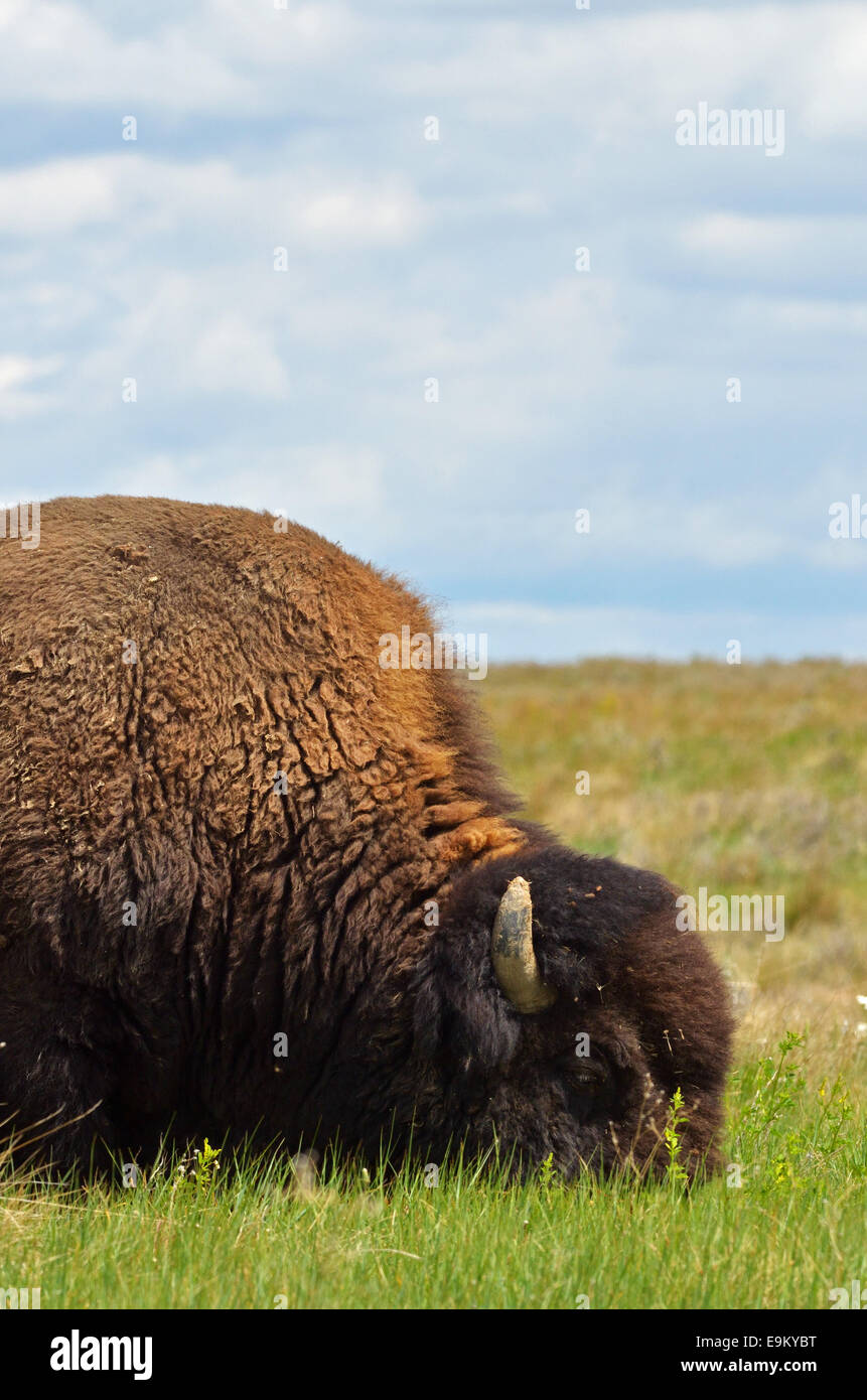 Bison feeding in grasslands on the Great Plains of Montana at American Prairie Reserve. South of Malta, Montana. Stock Photo