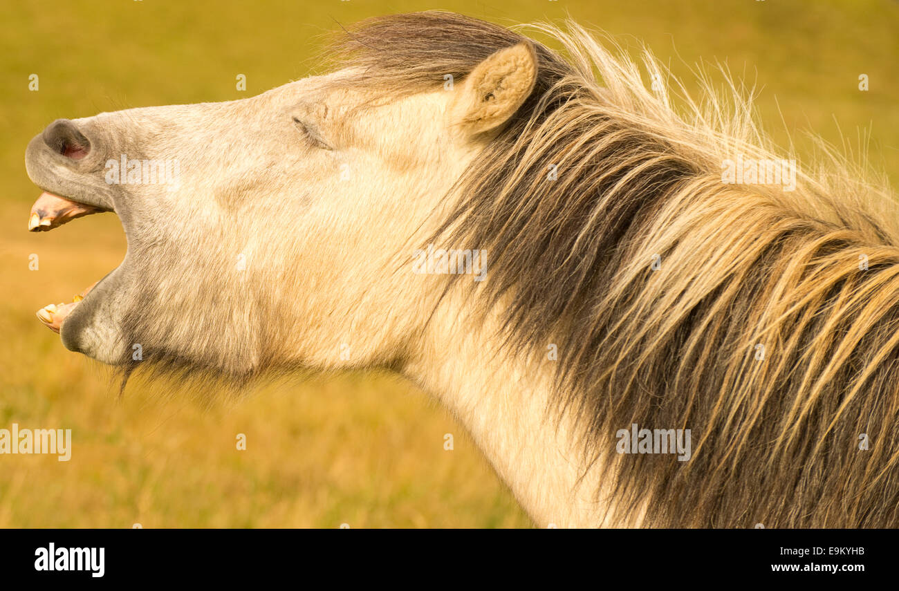 Close-up of Icelandic horse flehming. South Iceland Stock Photo