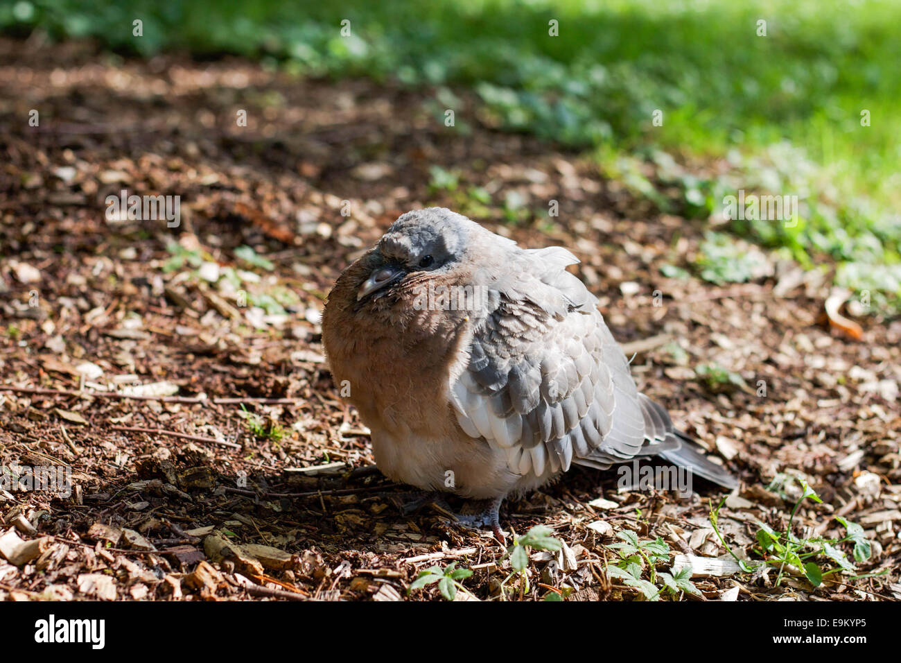 Fat pigeon resting on the ground. Stock Photo