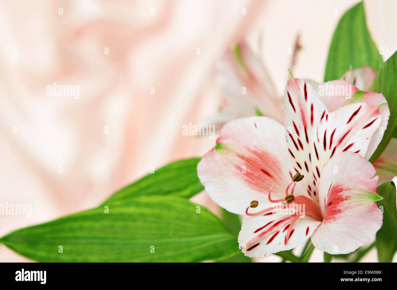 Pink wedding hi-res stock photography and images - Alamy
