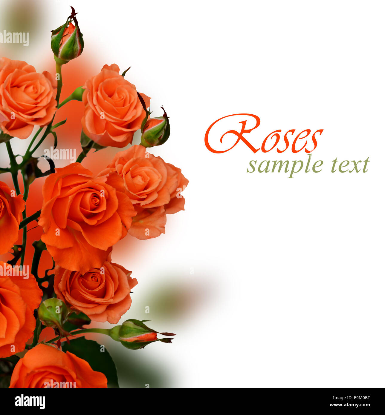 Orange roses on white background Stock Photo - Alamy