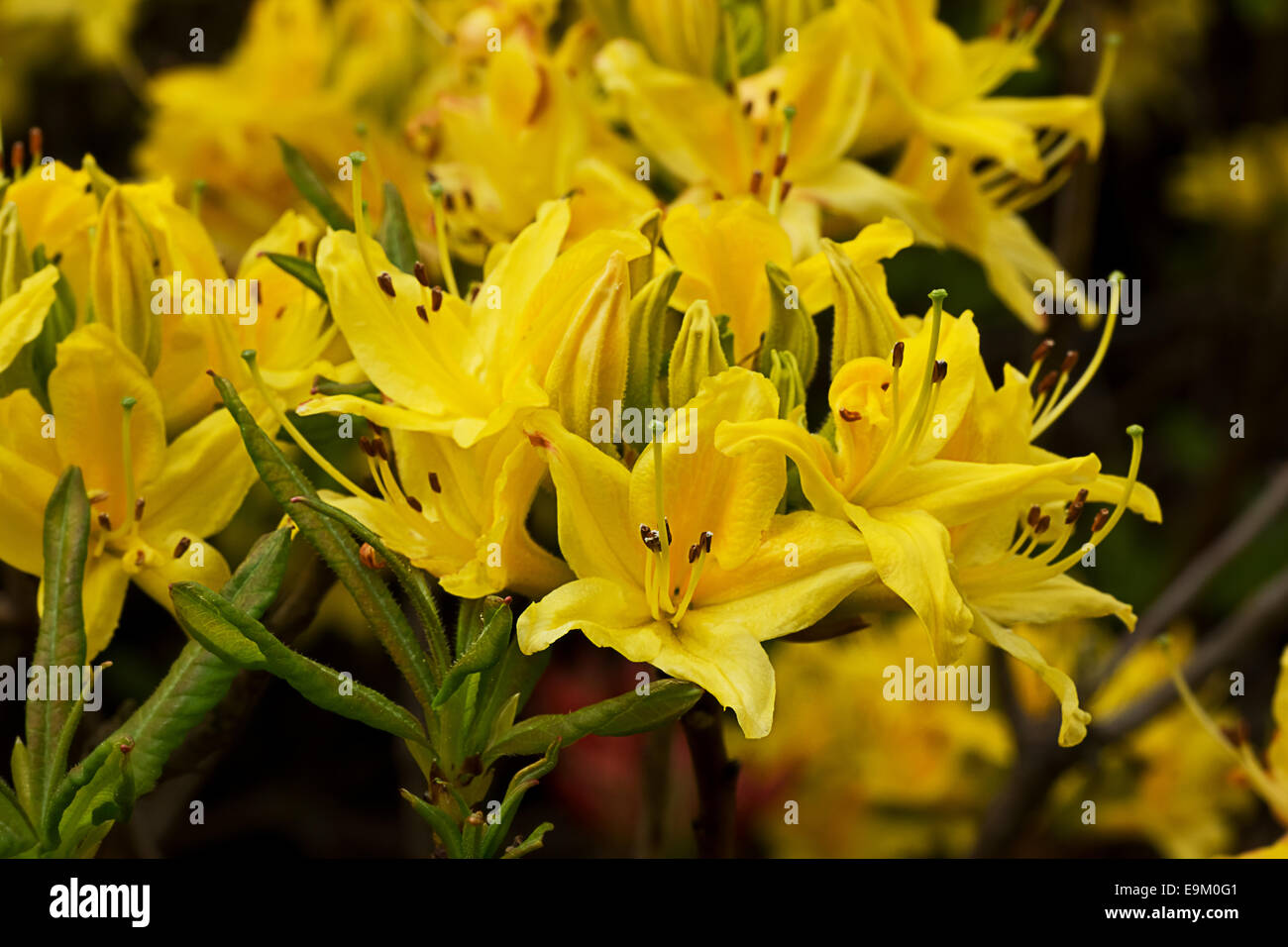 yellow azalea heavy perfume Stock Photo - Alamy