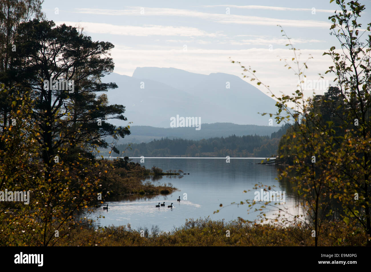 The north face of Ben Nevis, Beinn Nibheis, from Bunarkaig, Bun Airceig, on Loch Lochy, Lochaber, Highlands, Scotland Stock Photo