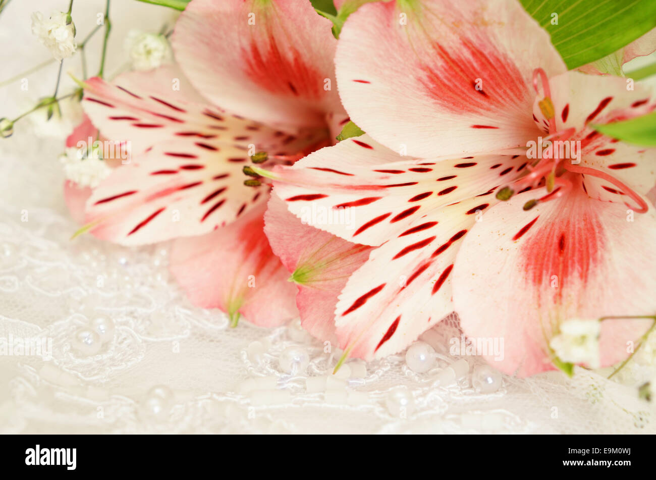 Closeup of pink flowers in a corner Stock Photo