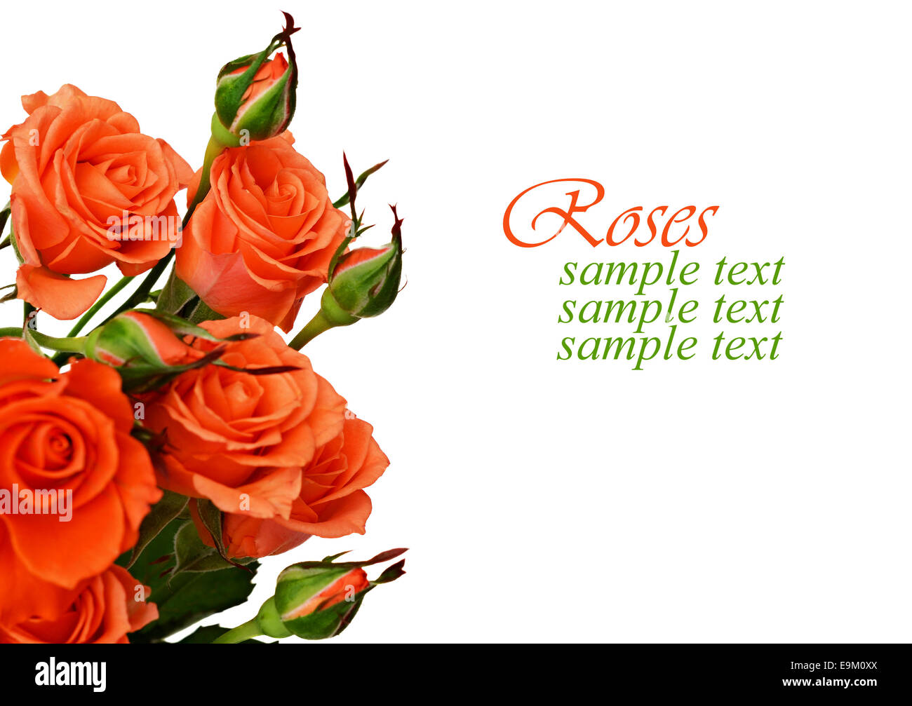 Orange roses isolated on white Stock Photo - Alamy