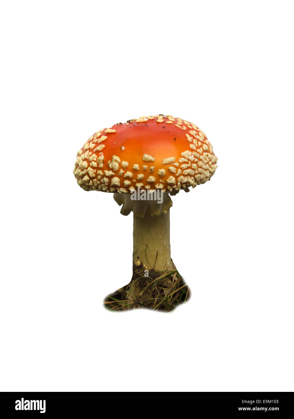 Amanita muscaria, fly agaric - common toxic mushrooms known for hallucinogenic properties (magic mushroom red) mushroom forest Stock Photo