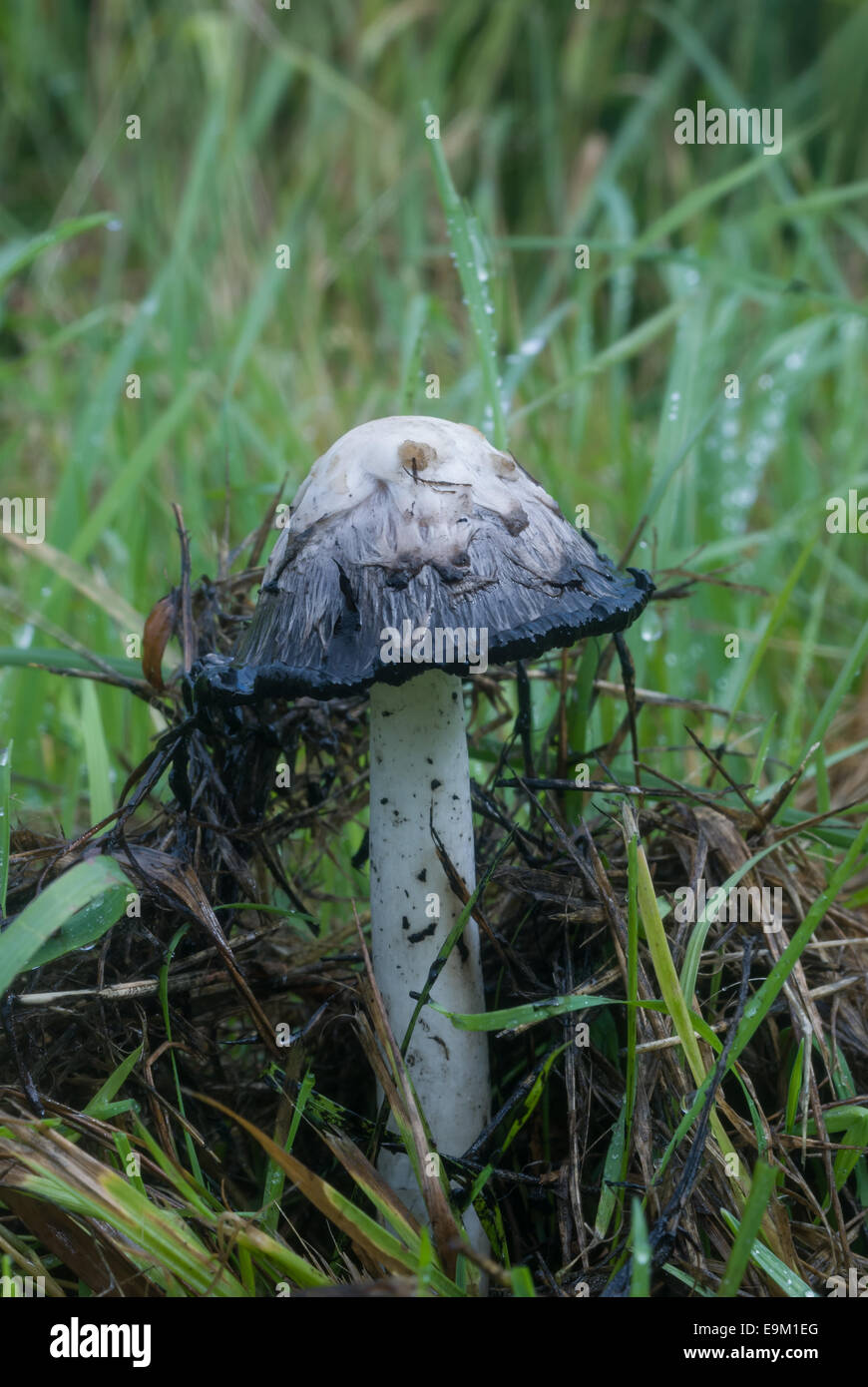 Shaggy Ink Cap mushroom (Coprinus comatus)  closeup of cap beginning to deliquesce Stock Photo