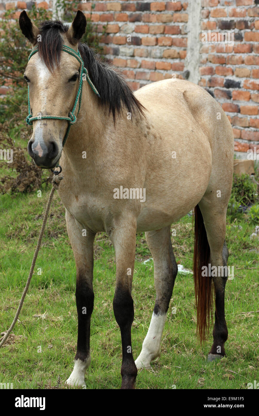 A light brown horse standing in a farmers pasture in Cotacachi, Ecuador Stock Photo