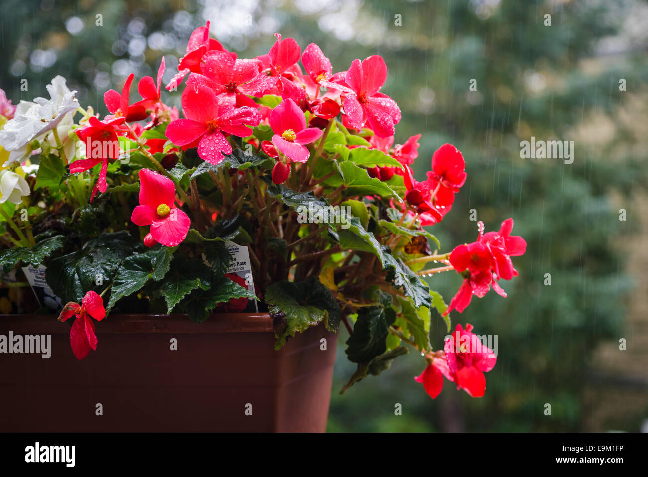 Red Begonia flower nonstop begonia tuberhybrida, tuberous begonias
