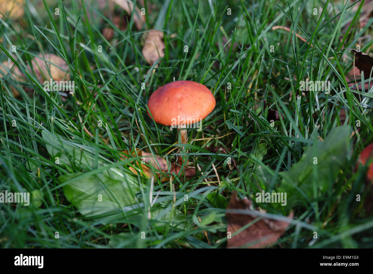 Wild mushroom in a field / in the grass Stock Photo