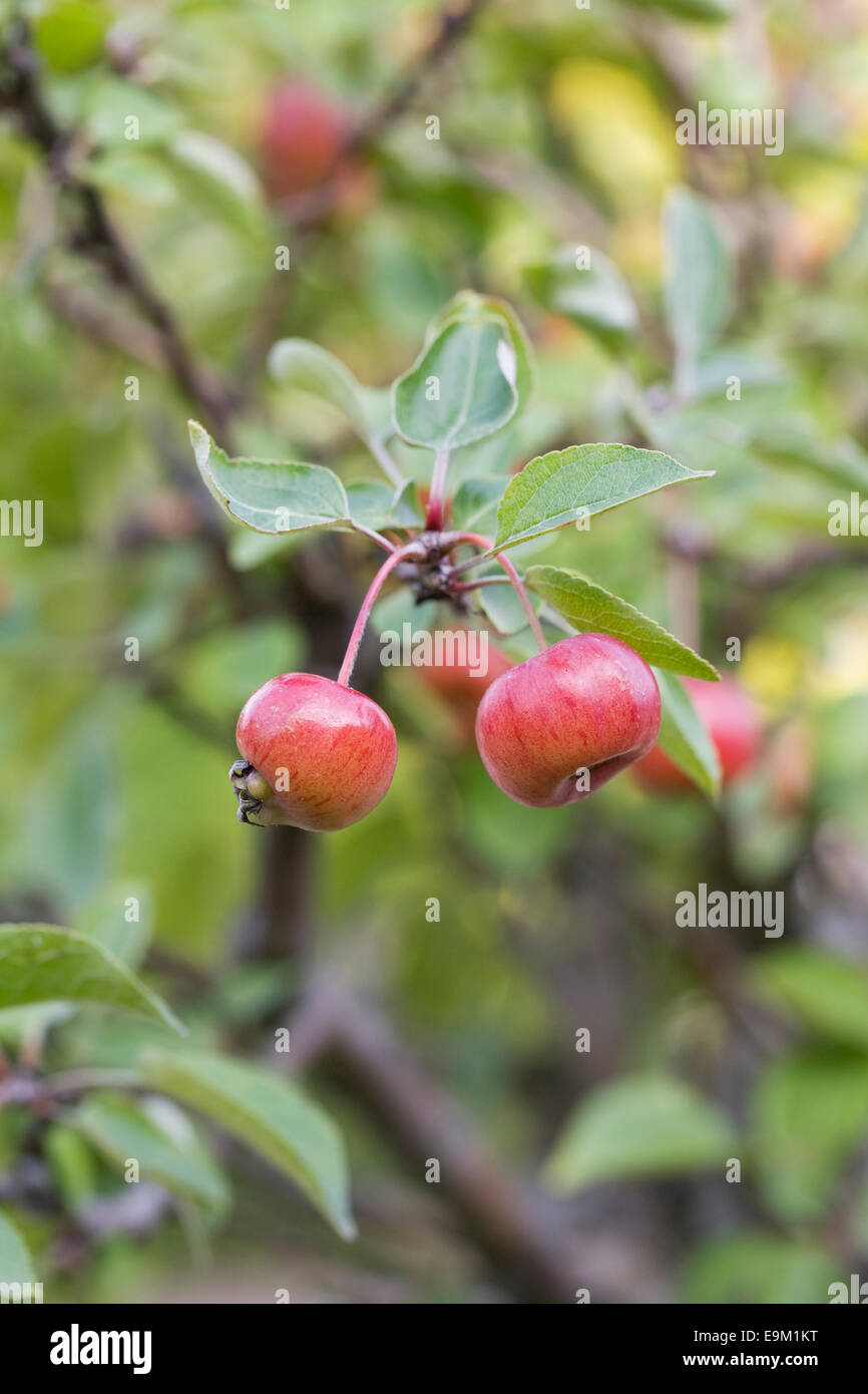 Malus. Miniature apples on a bonsai tree. Stock Photo