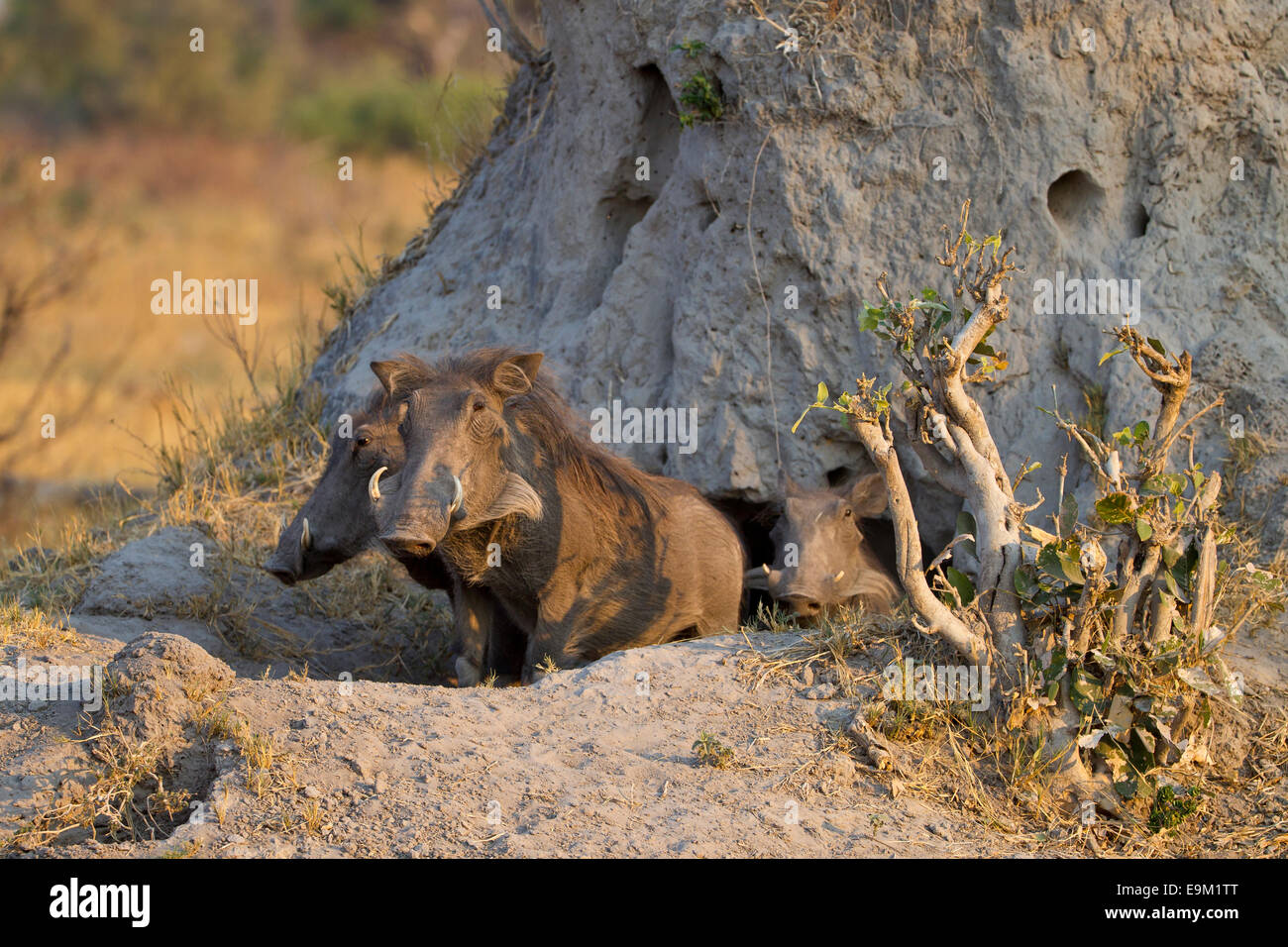 3 warthogs emerge from a termite mound Stock Photo - Alamy