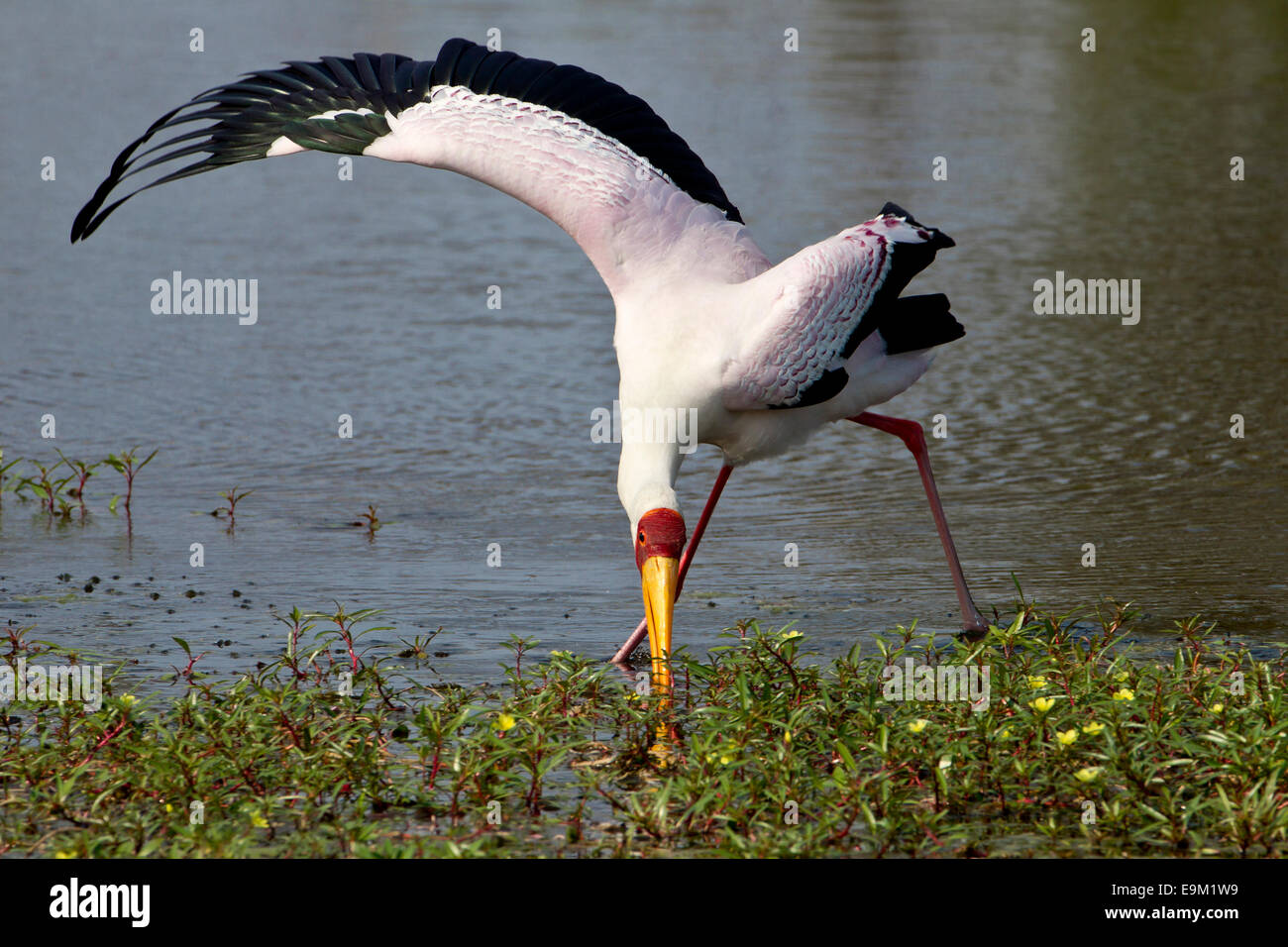 Yellow-billed stork feeding, with one wing stretched out for balance Stock Photo