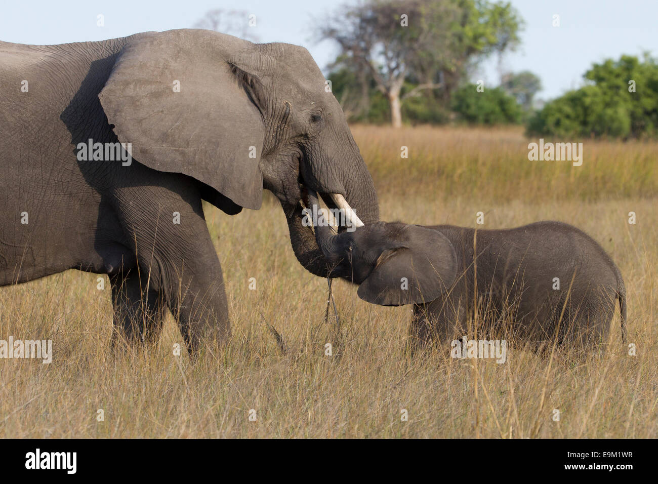 Elephant and calve in the African bush Stock Photo - Alamy