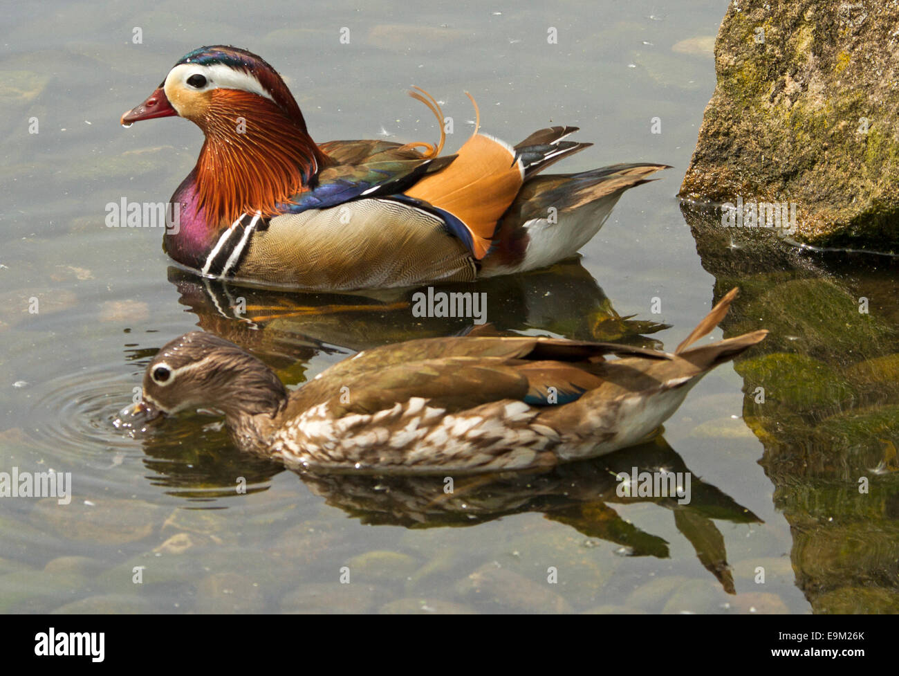 Male female mandarin duck on hires stock photography and images Alamy