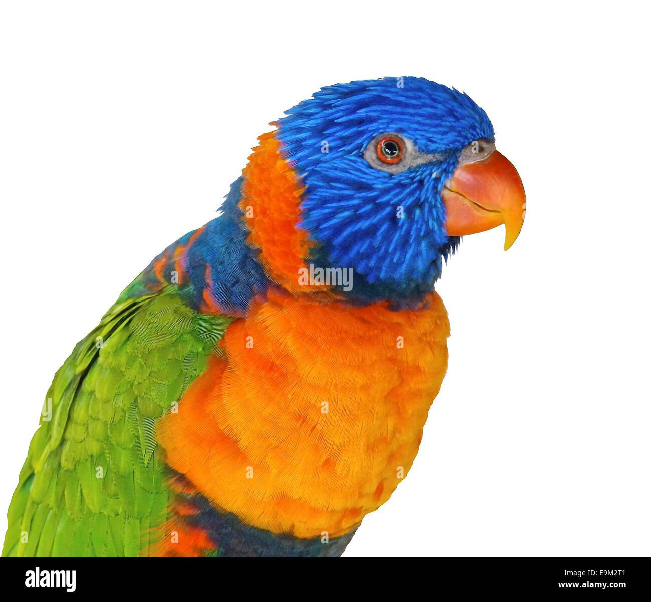 The close view of Lory on a white background Stock Photo