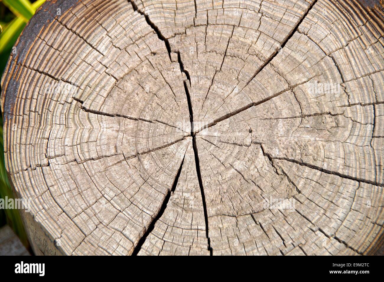 Tree rings to count the age of a tree Stock Photo Alamy