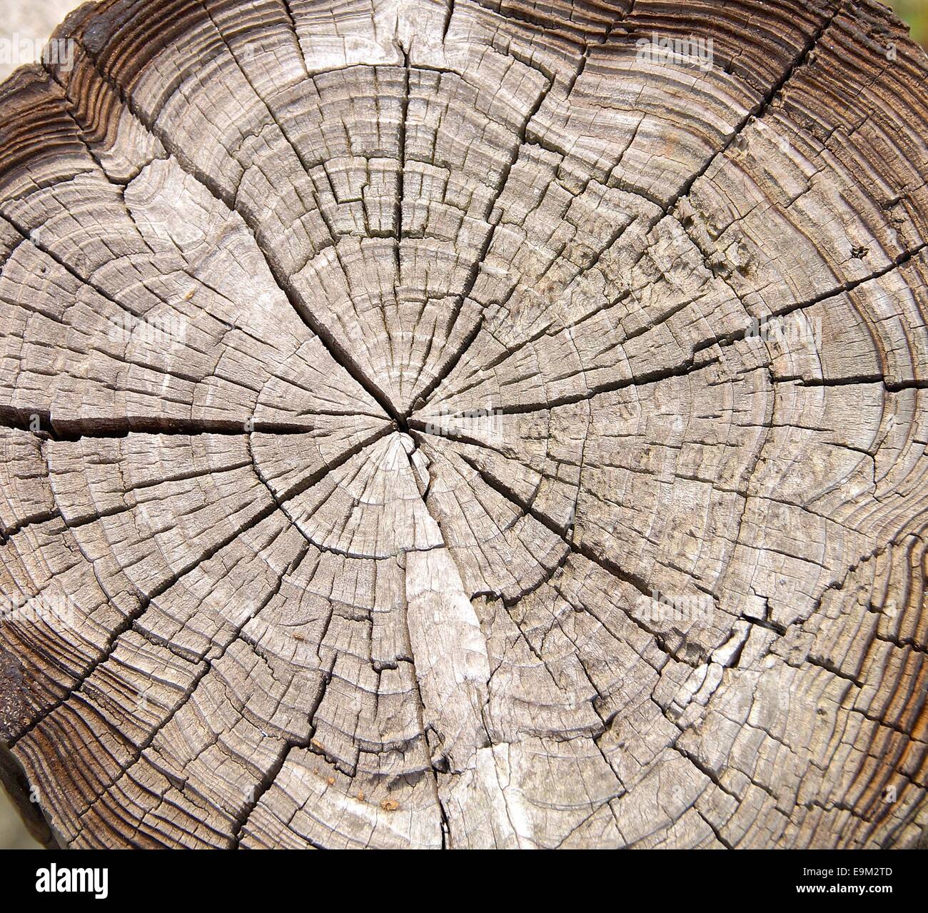 What Tree Rings Can Tell About Forest Fires? - The Good Men Project