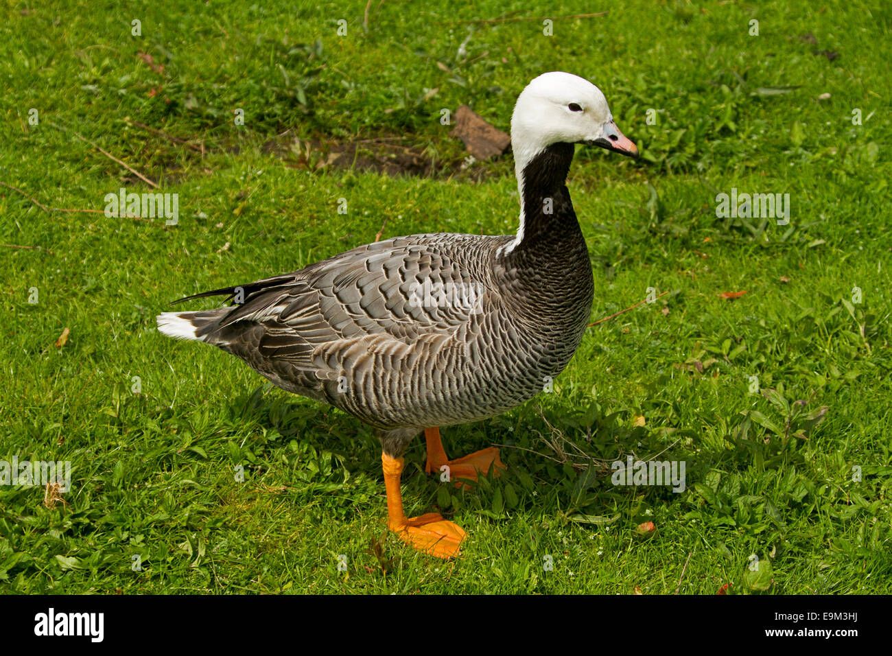 Emperor goose, Chen canigica, with bright orange webbed feet, white
