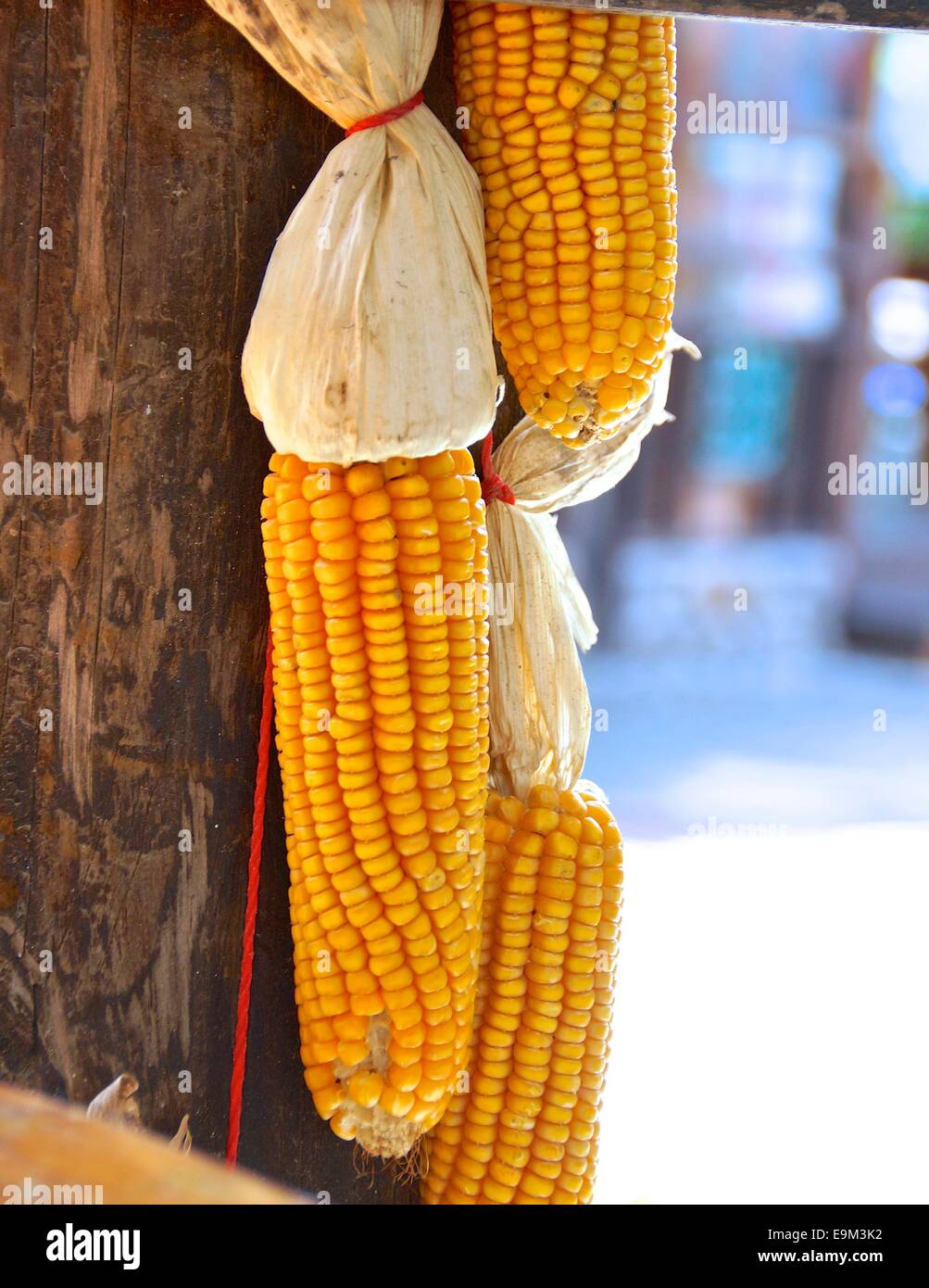 The cluster of corn hanging to dry in a aboriginal village. Stock Photo