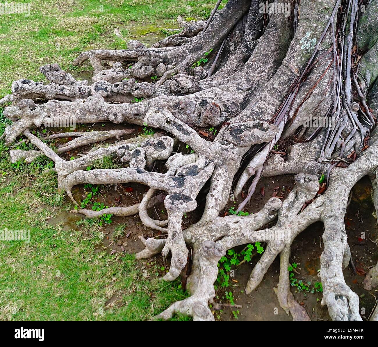 Old Tree Root High Resolution Stock Photography and Images Alamy