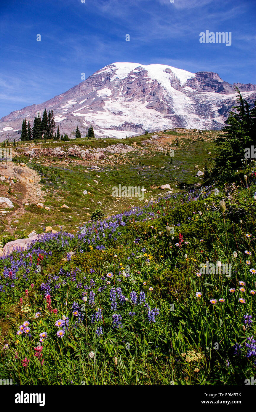 Wildflowers and glaciers hi-res stock photography and images - Alamy