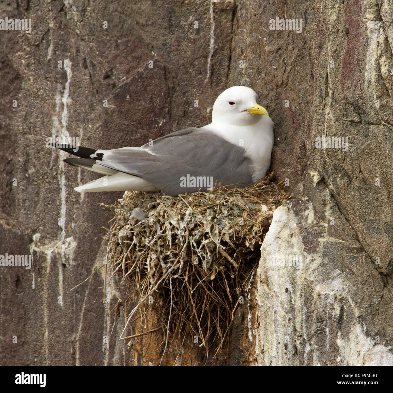Herring gull, Larus argentatus sitting on large nest precariously sited on rocky cliff face on Farne Islands England Stock Photo