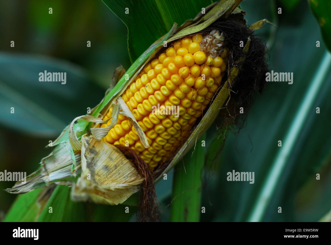An ear of corn Stock Photo