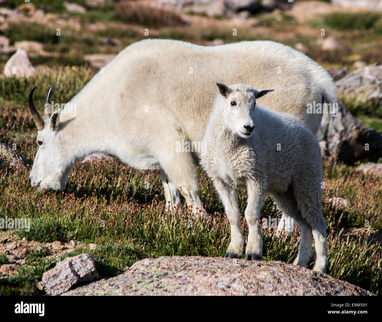 Mountain Goats - Nanny Goat and Kid Stock Photo - Alamy