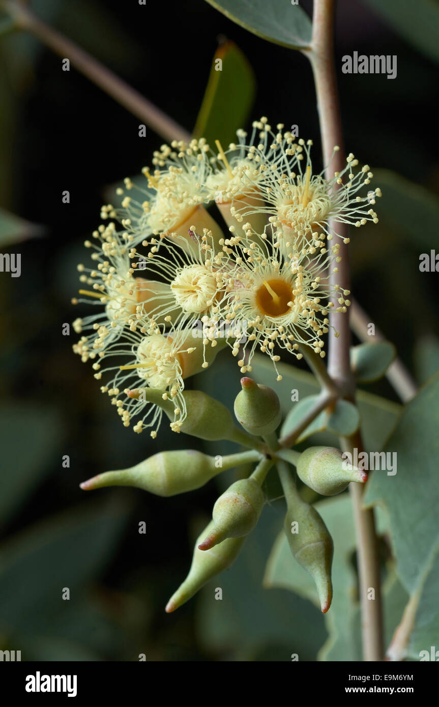 Curly Mallee or Eucalyptus gillii, rarely seen Australian Eucalypt, Stock Photo