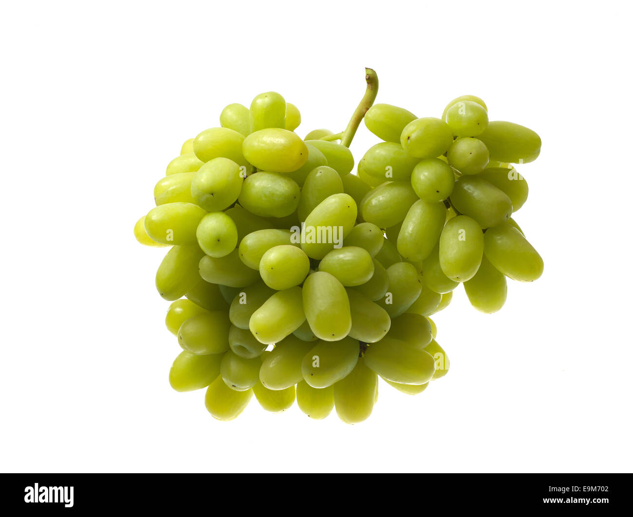 Studio image Thomson Seedless Grapes on white background. Stock Photo