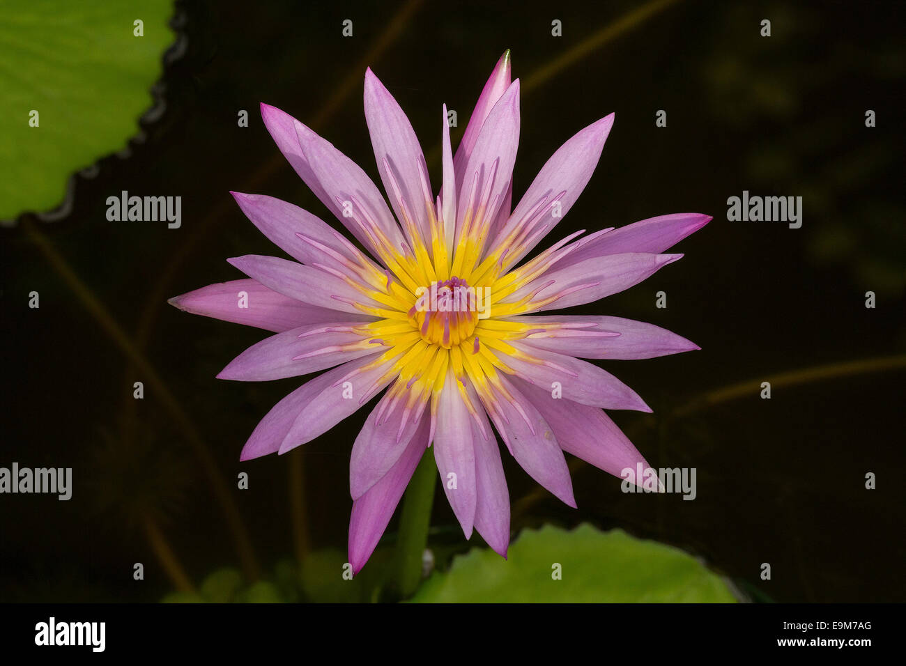 Pink water lily lotus flower on pond in nature Stock Photo - Alamy