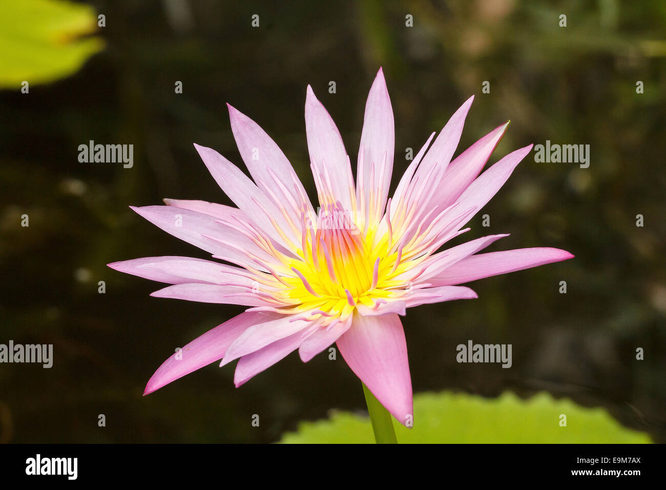 Pink water lily lotus flower on pond in nature Stock Photo - Alamy