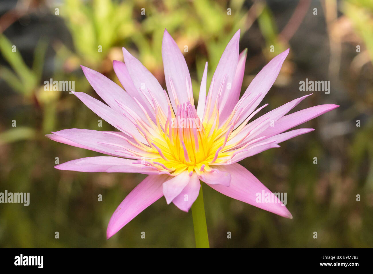 Pink water lily lotus flower on pond in nature Stock Photo - Alamy