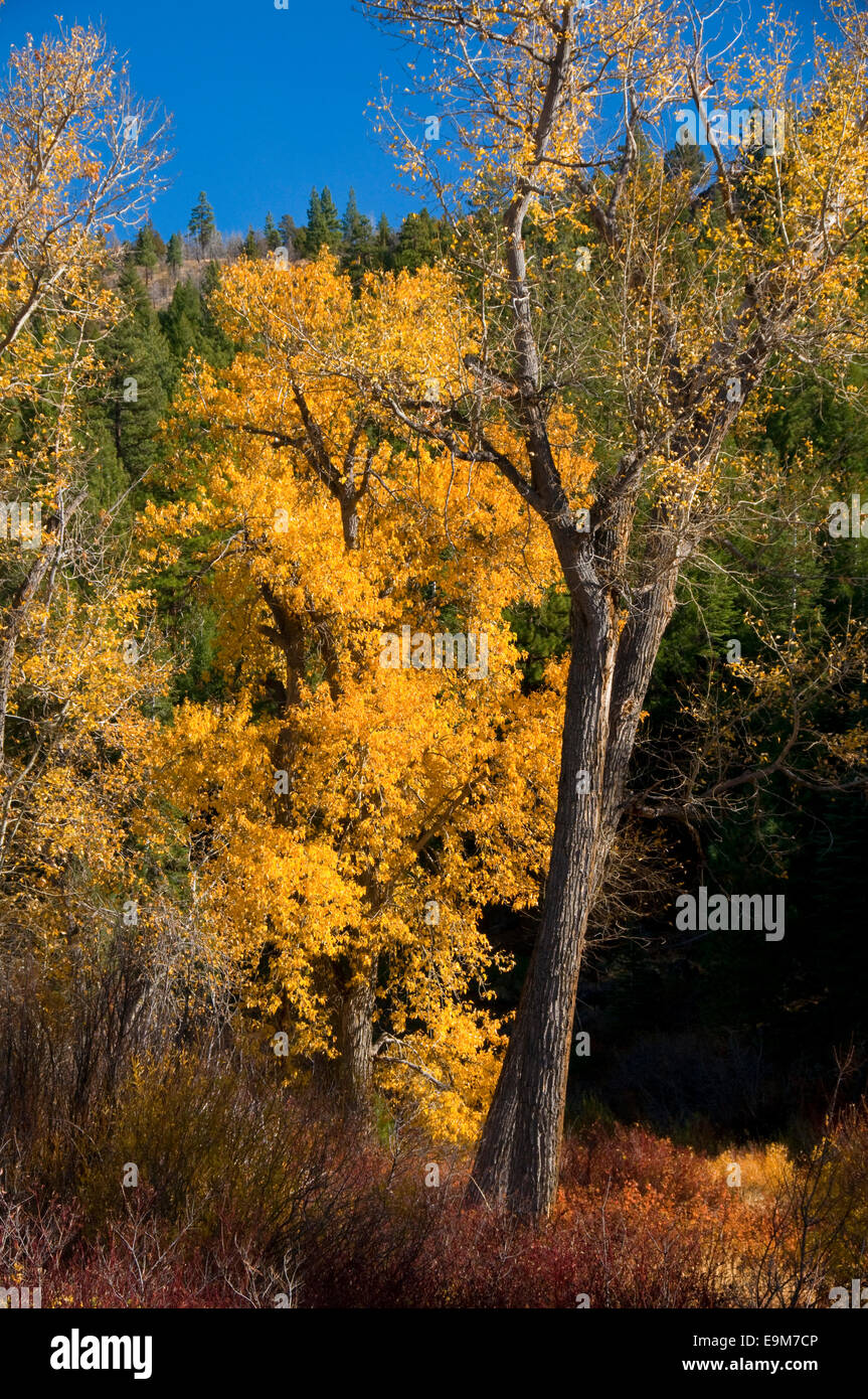Cottonwoods along Bizz Johnson Trail, Eagle Lake Field Office Bureau of Land Management